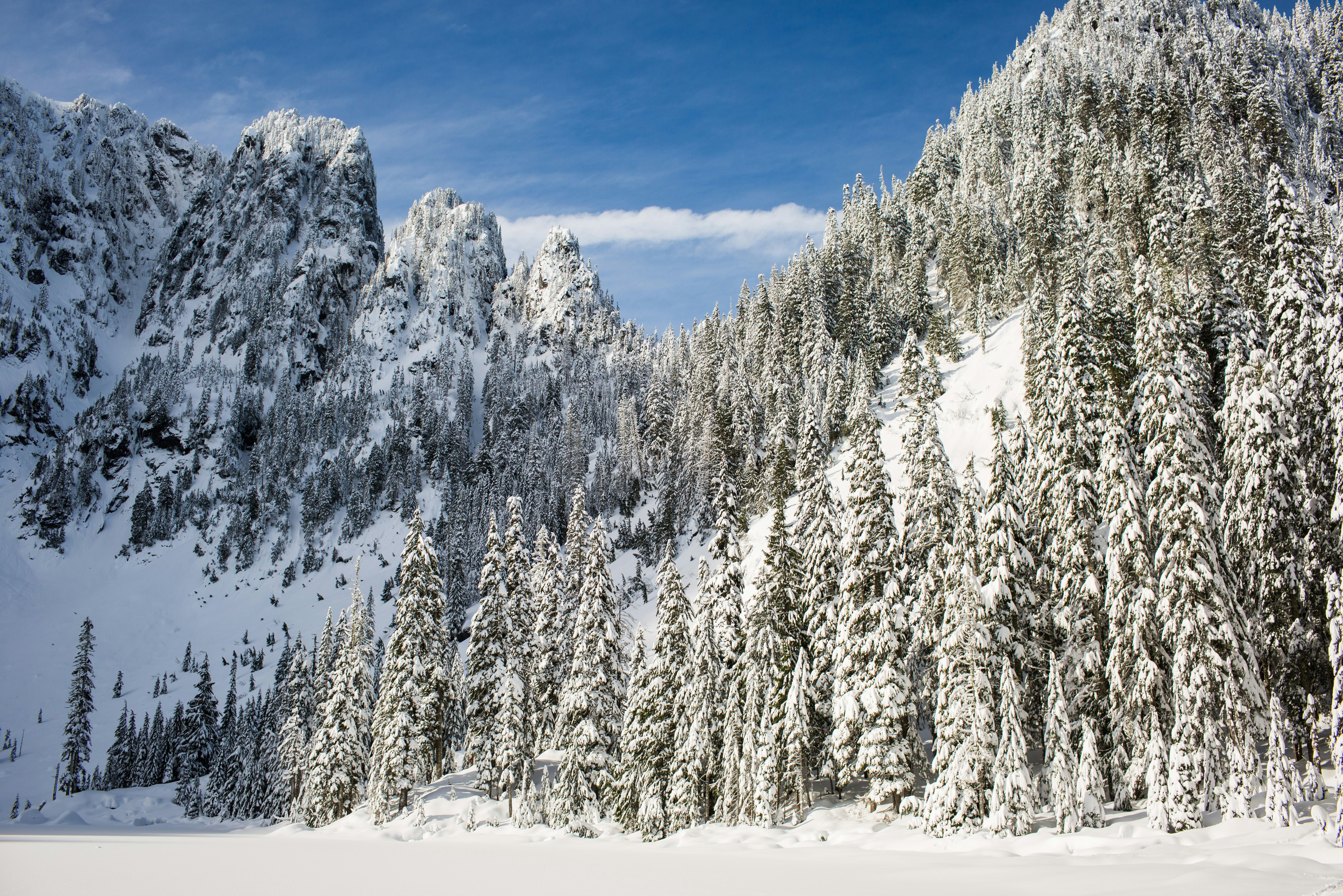 snow covered pine trees